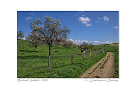 Bernhard Saalfeld - 19 - Leverkusener Obstweg_800